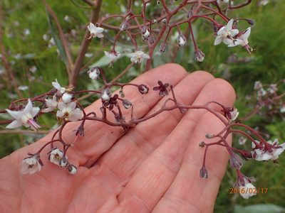 Afrotysonia glochidiata, photographed by Peter Warren