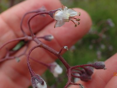 Afrotysonia glochidiata, photographed by Peter Warren