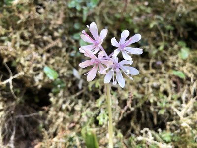 Helonias umbellata, photographed by 黃美滿