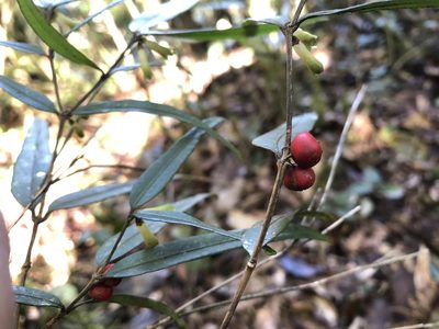 Damnacanthus angustifolius, photographed by 黃美滿