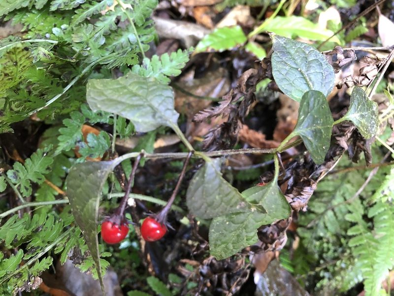 Lycianthes lysimachioides, photographed by 黃美滿