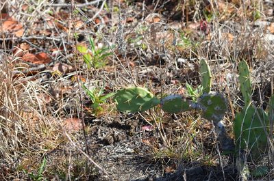 Opuntia dillenii, photographed by brycelee