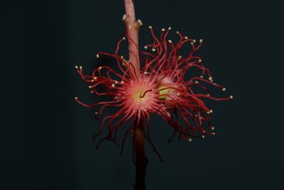 Barringtonia acutangula, photographed by S.MORE