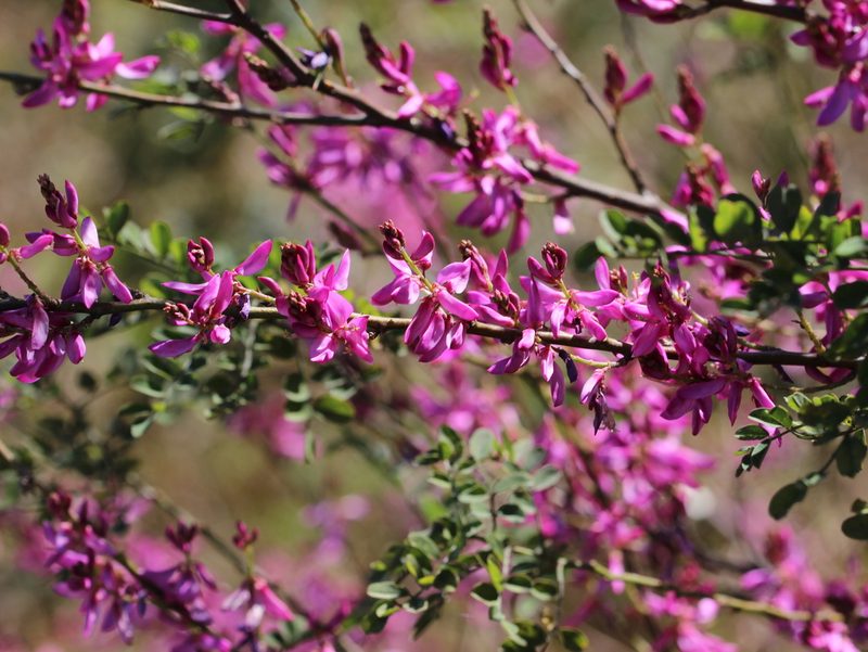 Indigofera cassioides, photographed by Firos AK