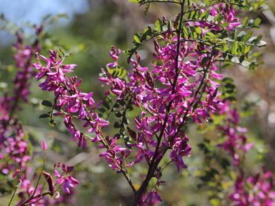 Indigofera cassioides, photographed by Firos AK
