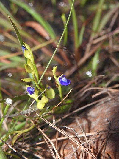 Utricularia polygaloides, photographed by Hopeland