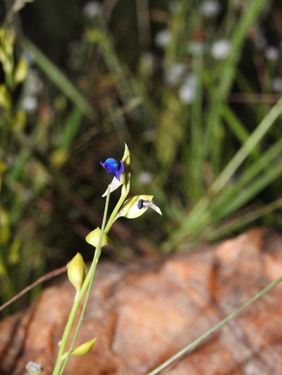Utricularia polygaloides, photographed by Hopeland