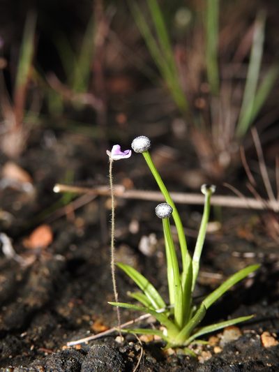 Utricularia hirta, photographed by Hopeland