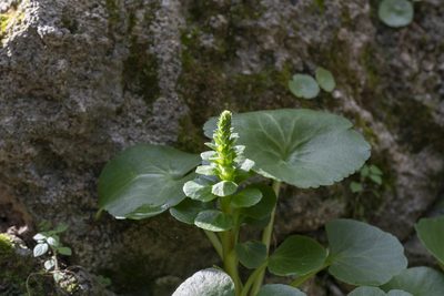 Umbilicus horizontalis, photographed by Eleftherios Katsillis
