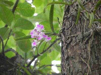 Aerides maculosa, photographed by S.MORE