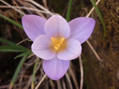 Crocus carpetanus, photographed by Carminda Santos