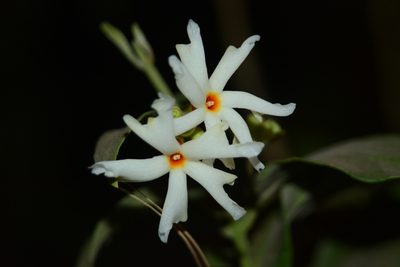 Nyctanthes arbor-tristis, photographed by S.MORE