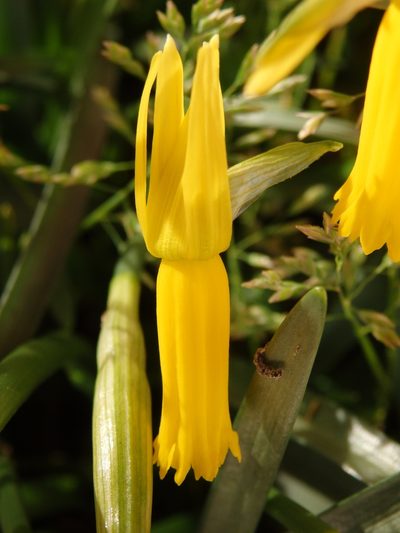 Narcissus cyclamineus, photographed by Carminda Santos