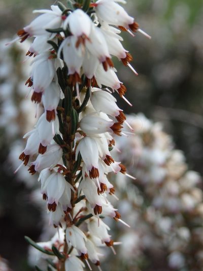 Erica erigena, photographed by Carminda Santos