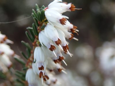 Erica erigena, photographed by Carminda Santos