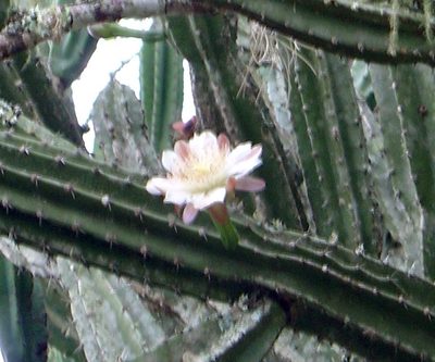 Cereus hankeanus, photographed by Jean-Paul Boerekamps