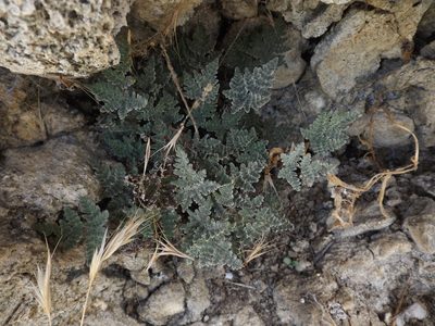 Notholaena californica, photographed by Amy