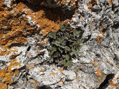 Notholaena californica, photographed by Amy
