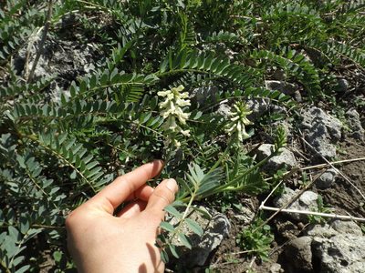 Astragalus pomonensis, photographed by Amy