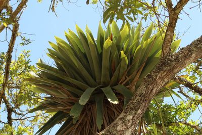 Vriesea gigantea, photographed by Carlos Henrique Russi