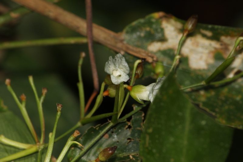 Stromanthe tonckat, photographed by Carlos Henrique Russi