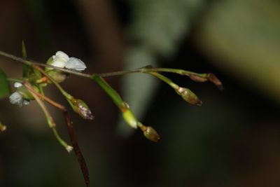 Stromanthe tonckat, photographed by Carlos Henrique Russi