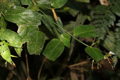 Stromanthe tonckat, photographed by Carlos Henrique Russi