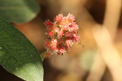 Miconia melastomoides, photographed by Carlos Henrique Russi