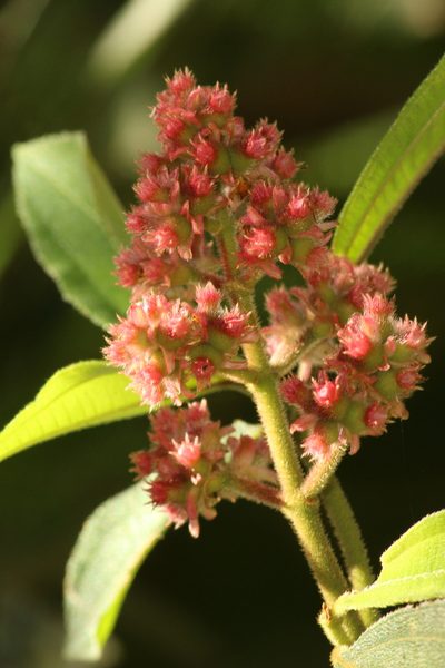 Miconia melastomoides, photographed by Carlos Henrique Russi