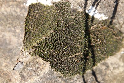 Ptychomitrium cucullatifolium, photographed by Tony Rebelo
