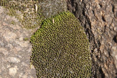 Ptychomitrium cucullatifolium, photographed by Tony Rebelo