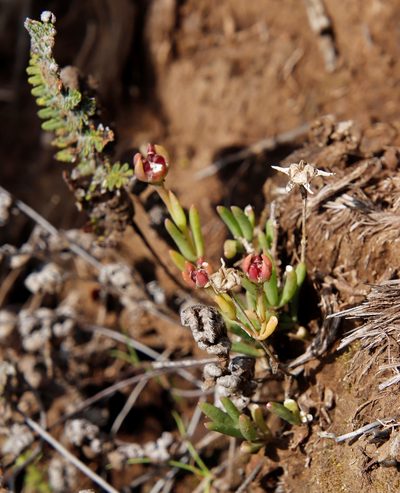 Delosperma congestum, photographed by Tony Rebelo