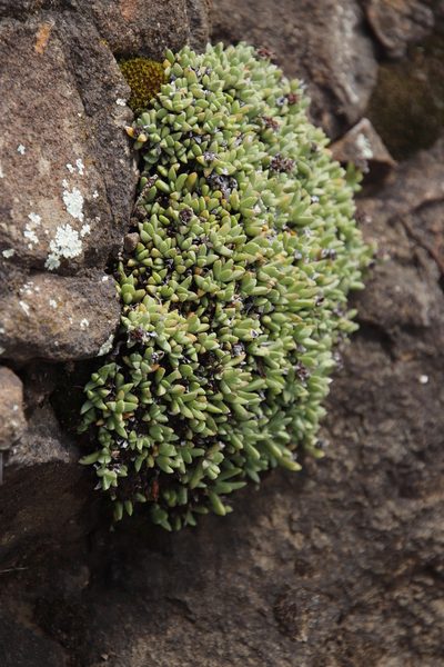 Ruschia pulvinaris, photographed by Tony Rebelo