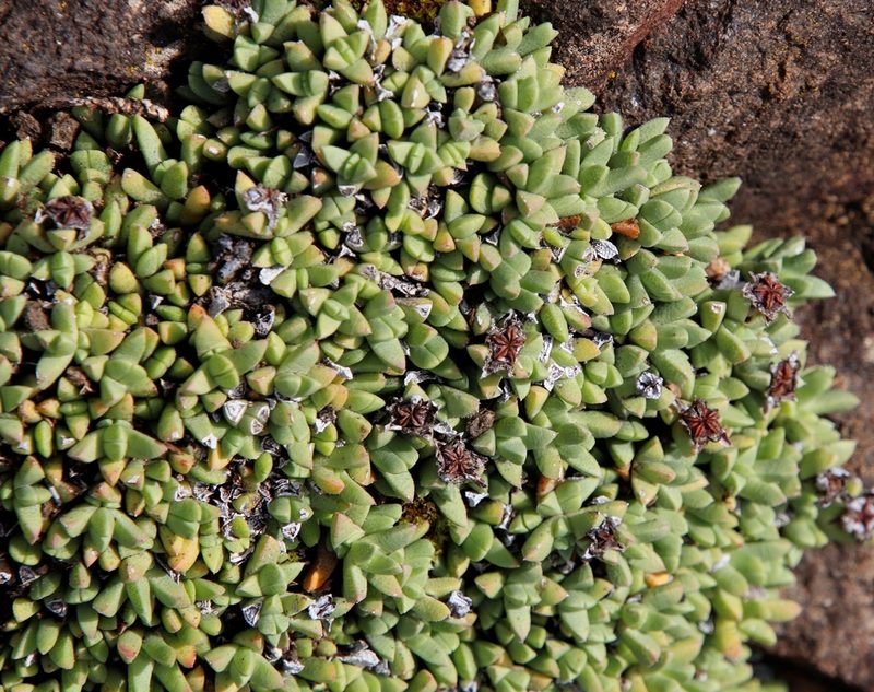 Ruschia pulvinaris, photographed by Tony Rebelo