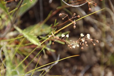 Pharnaceum alpinum, photographed by Tony Rebelo