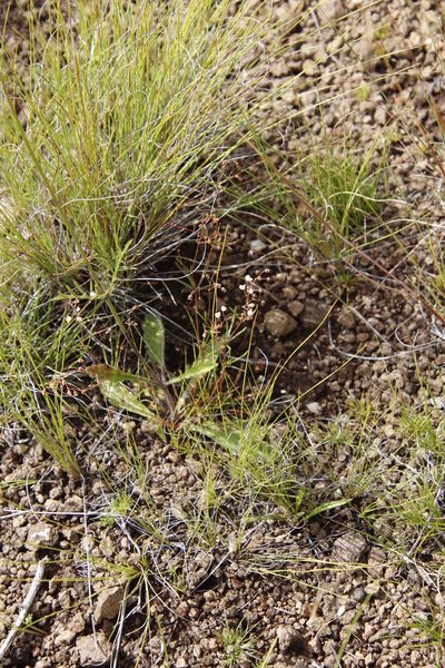 Pharnaceum alpinum, photographed by Tony Rebelo