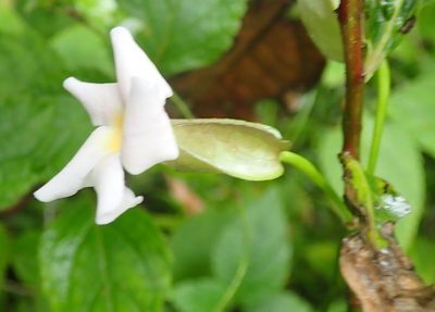Thunbergia dregeana, photographed by Nicola van Berkel