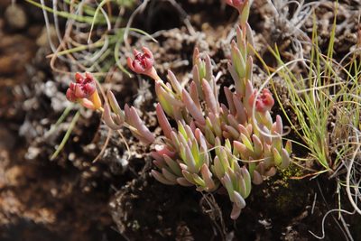 Delosperma congestum, photographed by Tony Rebelo