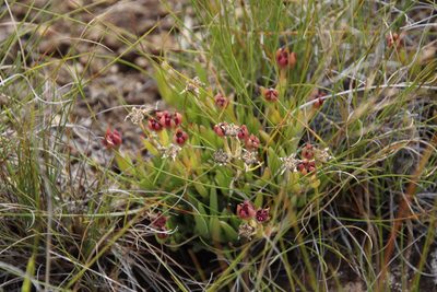 Delosperma congestum, photographed by Tony Rebelo