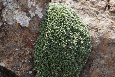 Helichrysum sessilioides, photographed by Tony Rebelo