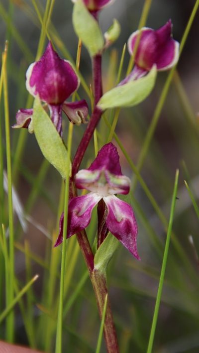 Disperis stenoplectron, photographed by Tony Rebelo