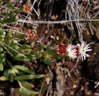 Delosperma congestum, photographed by Tony Rebelo