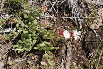 Delosperma congestum, photographed by Tony Rebelo
