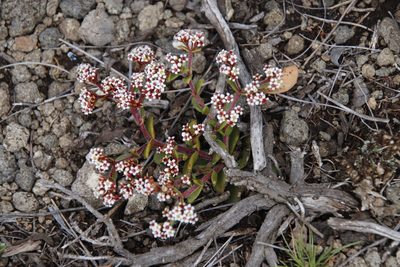 Crassula natalensis, photographed by Tony Rebelo