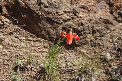 Gladiolus saundersii, photographed by Tony Rebelo
