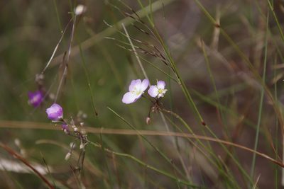 Heliophila carnosa, photographed by Tony Rebelo