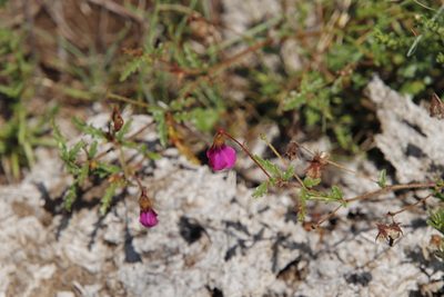 Hermannia coccocarpa, photographed by Tony Rebelo