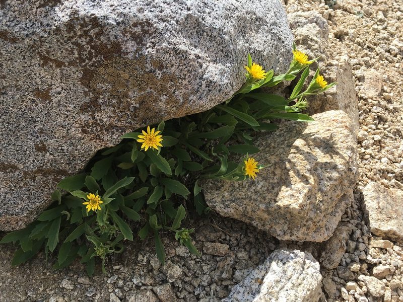 Toiyabea peirsonii, photographed by Martin Purdy