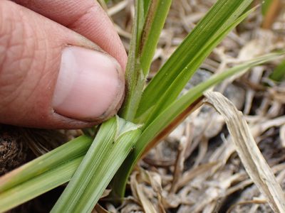 Carex congdonii, photographed by Martin Purdy
