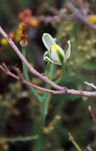 Albuca humilis, photographed by Tony Rebelo